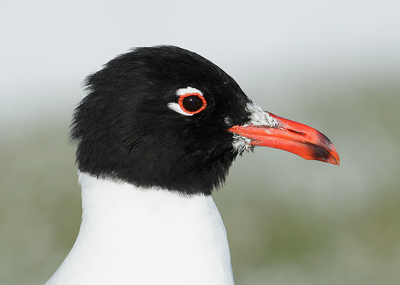 Mediterranean Gull