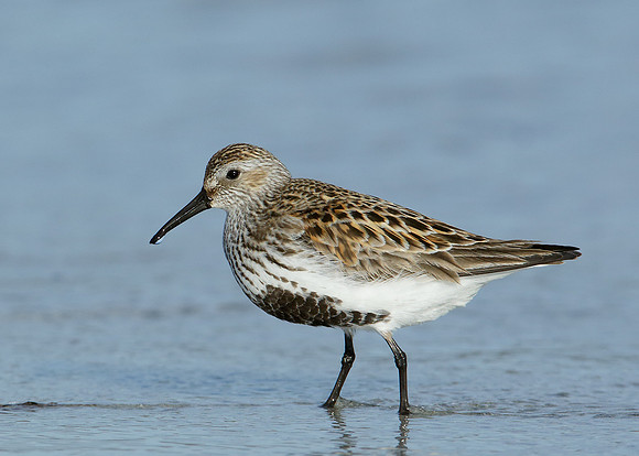 Dunlin x40 images