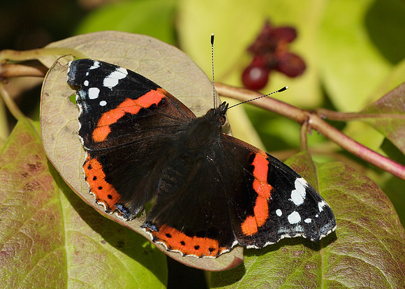 Red Admiral Vanessa atalanta
