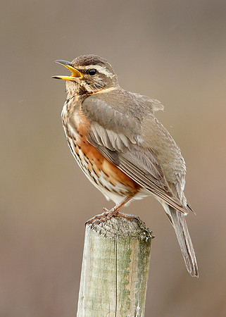 Redwing Turdus iliacus