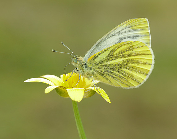 Green-veined White Pieris napi.