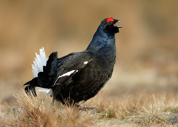 Black Grouse Tetrao tetrix