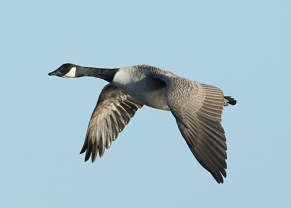 Canada Goose Branta canadensis