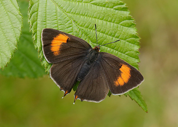 Brown Hairstreak Thecla betulae