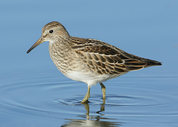 Pectoral Sandpiper Calidris melanotos