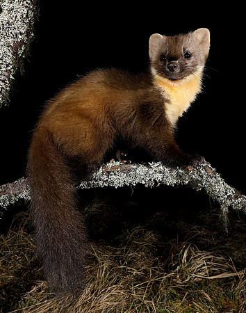 Pine Marten Martes martes