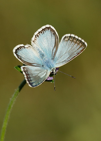 Chalkhill Blue