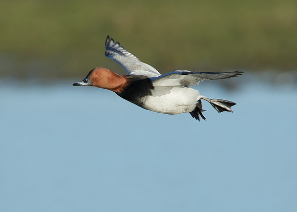 Pochard Aythya ferina