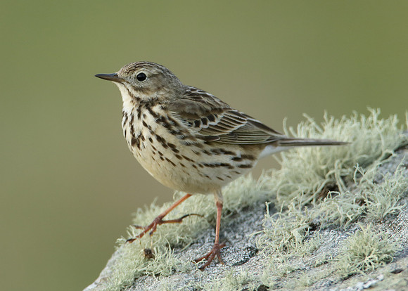 Meadow Pipit Anthus pratensis