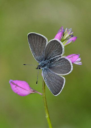 Small Blue Cupido minimus