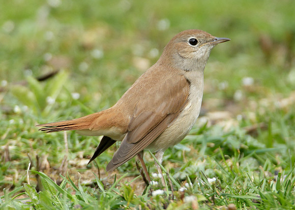 Nightingale