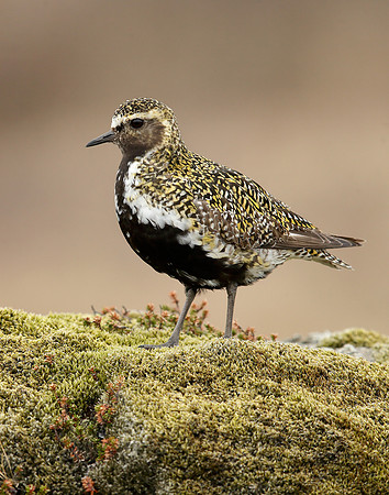 Golden Plover Pluvialis apricaria