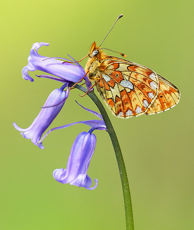 Pearl-Bordered Fritillary