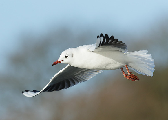 Black-headed Gull