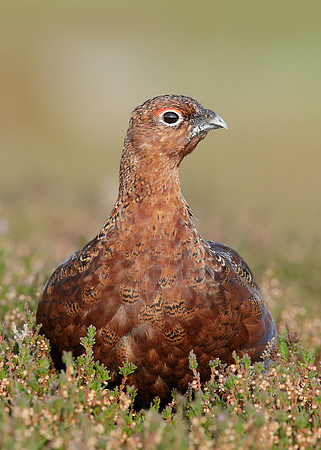Red Grouse
