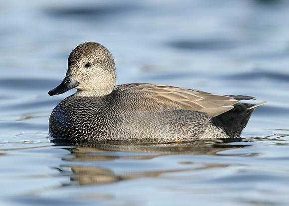 Gadwall Anas strepera