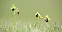 Early Spider Orchid Ophrys sphegodes