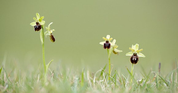 Early Spider Orchid Ophrys sphegodes