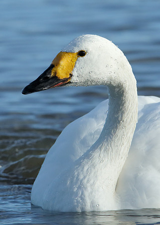 Bewick's Swan Cygnus columbianus