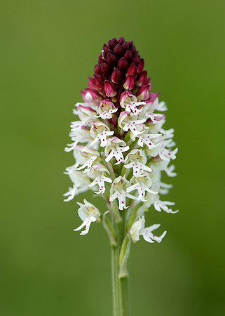 Burnt Orchid Neotinea ustulata
