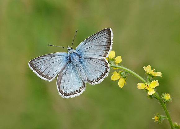 Chalkhill Blue Lysandra coridon