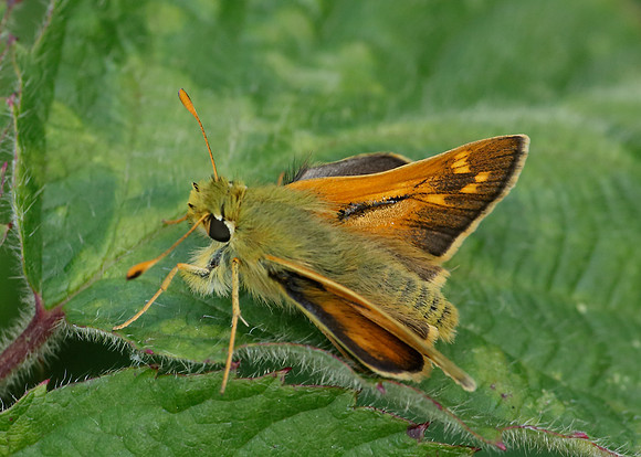 Silver-spotted Skipper Hesperia comma