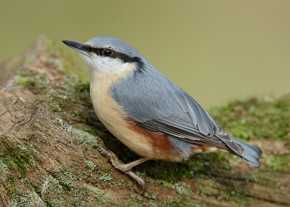 Nuthatch