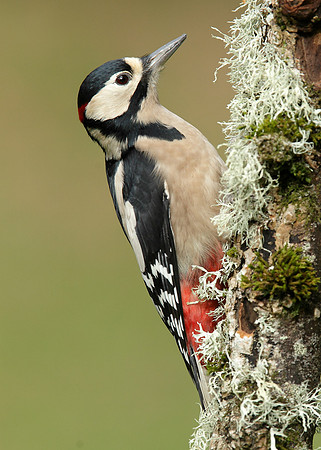 Great Spotted Woodpecker