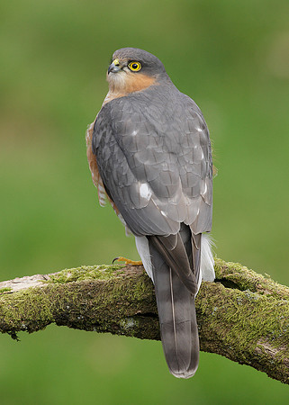 Sparrowhawk x58  images