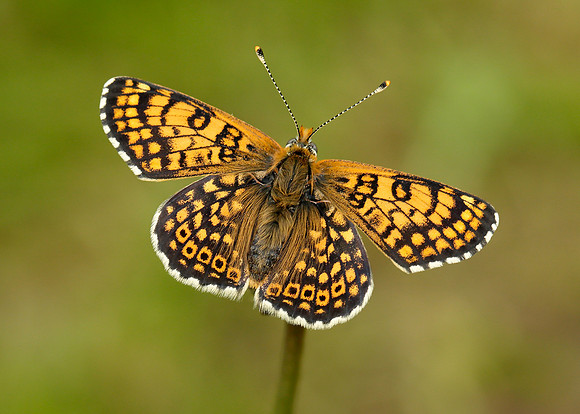 Glanville Fritillary Melitaea cinxia
