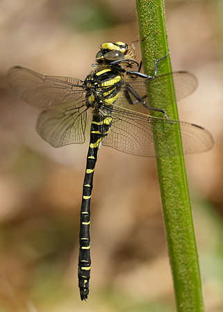 Golden-ringed Dragonfly x26 images