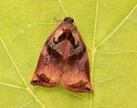 49.013 BF977 Large Fruit-tree Tortrix Archips podana