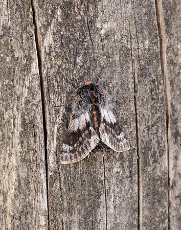 70.249 BF1929 Rannoch Brindled Beauty Lycia lapponaria