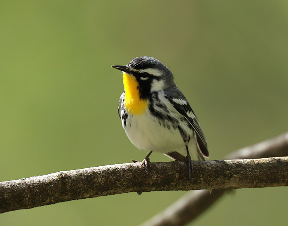 Yellow-throated Warbler  Setophaga dominica