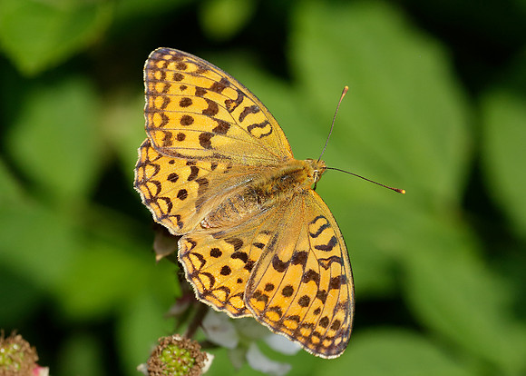High Brown Fritillary Argynnis adippe