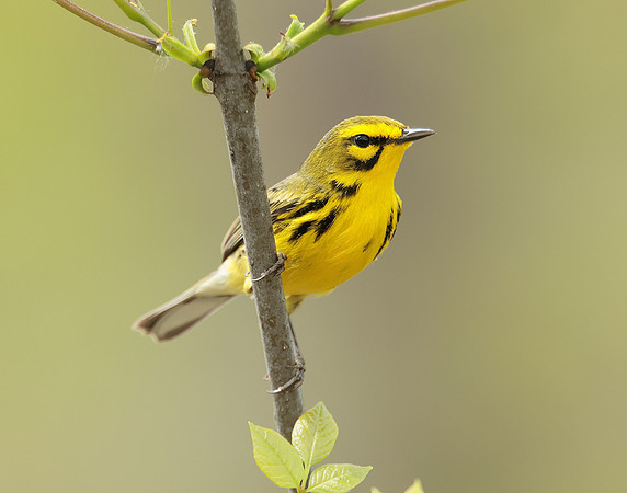 Prairie Warbler Setophaga discolor