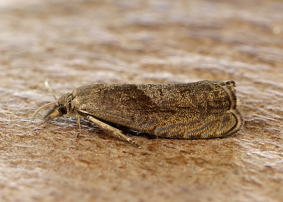 49.315 BF1281 Dichrorampha simpliciana