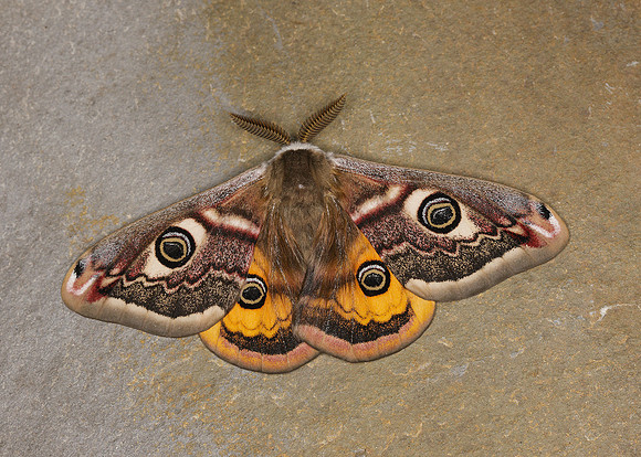68.001BF 1643 Emperor Moth Saturnia pavonia