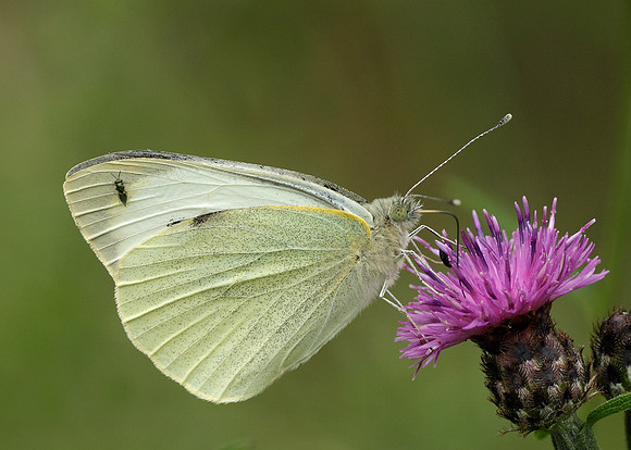Large White Pieris brassicae
