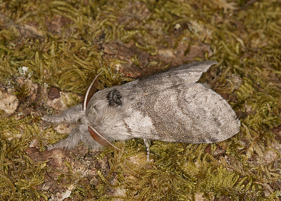 Pale Tussock Calliteara pudibunda