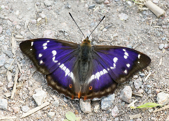 Purple Emperor Apatura iris