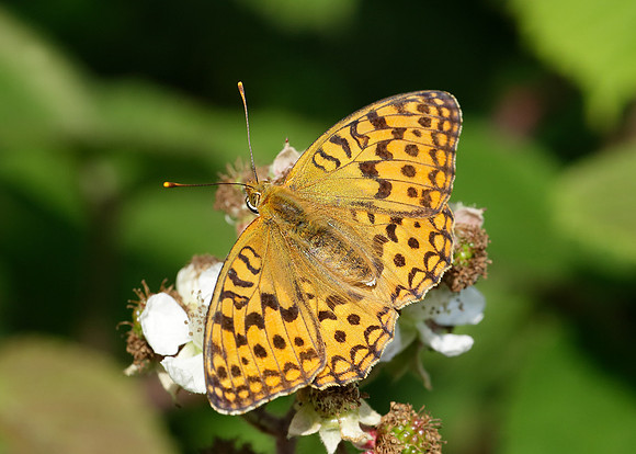 High Brown Fritillary Argynnis adippe