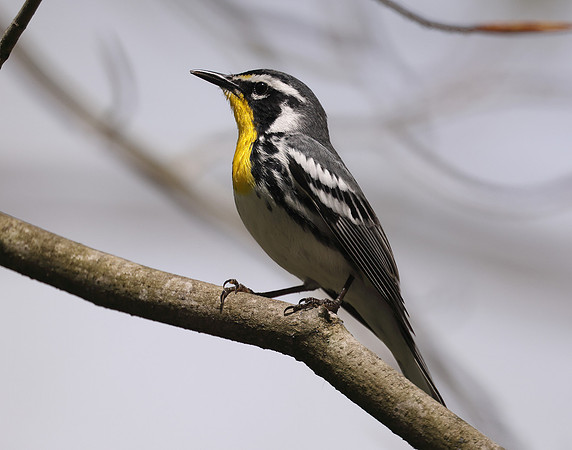 Yellow-throated Warbler  Setophaga dominica