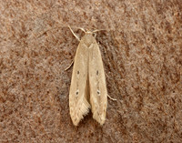 34.004 BF898 Limnaecia phragmitella