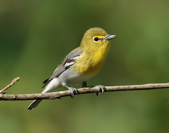 Yellow-throated Vireo Vireo flavifrons