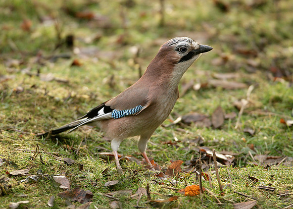 Jay Corvus glandarius