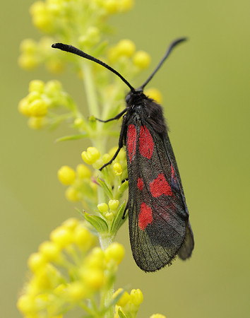 54.007 BF168 New Forest Burnet Zygaena viciae