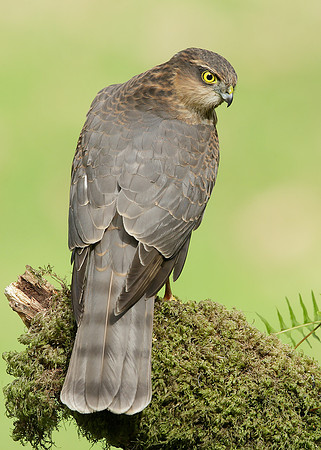 Sparrowhawk Accipiter nisus