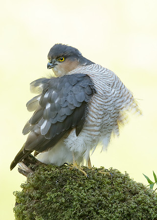 Sparrowhawk Accipiter nisus