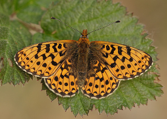 Pearl-Bordered Fritillary Boloria euphrosyne